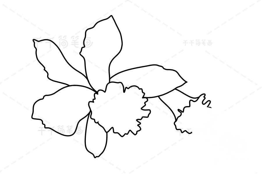 黃日光蘭簡(jiǎn)筆畫教程