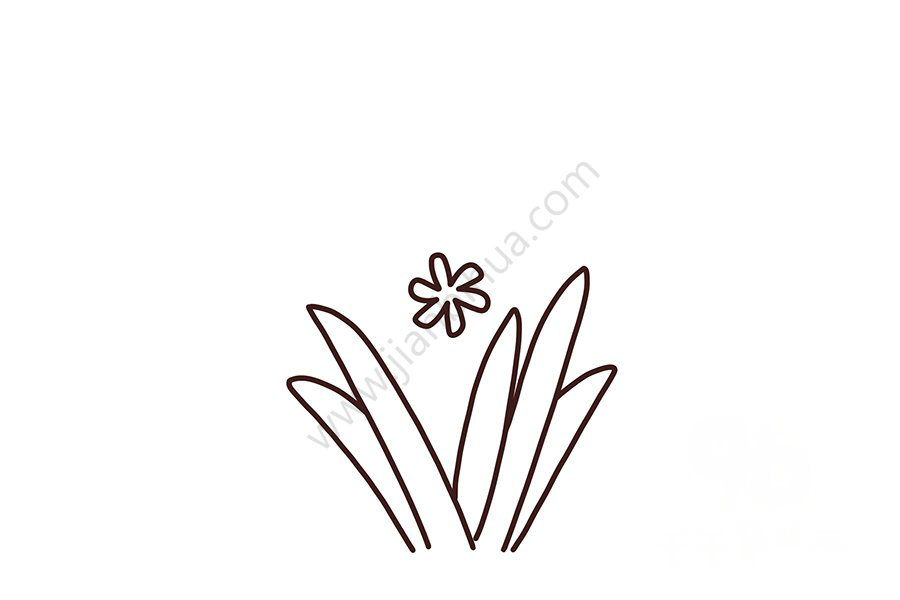 風(fēng)信子花朵部分