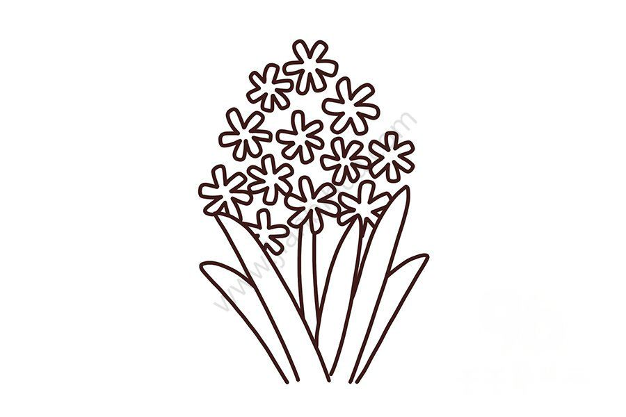 風(fēng)信子花莖