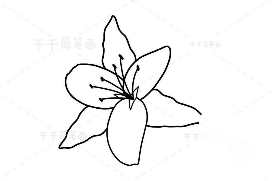 畫百合花花芯