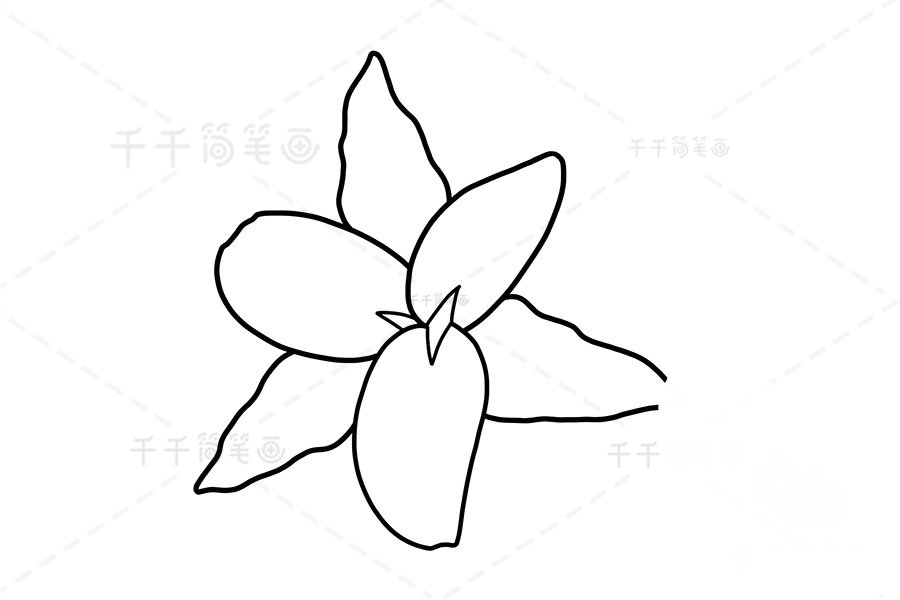 畫百合花所有花瓣