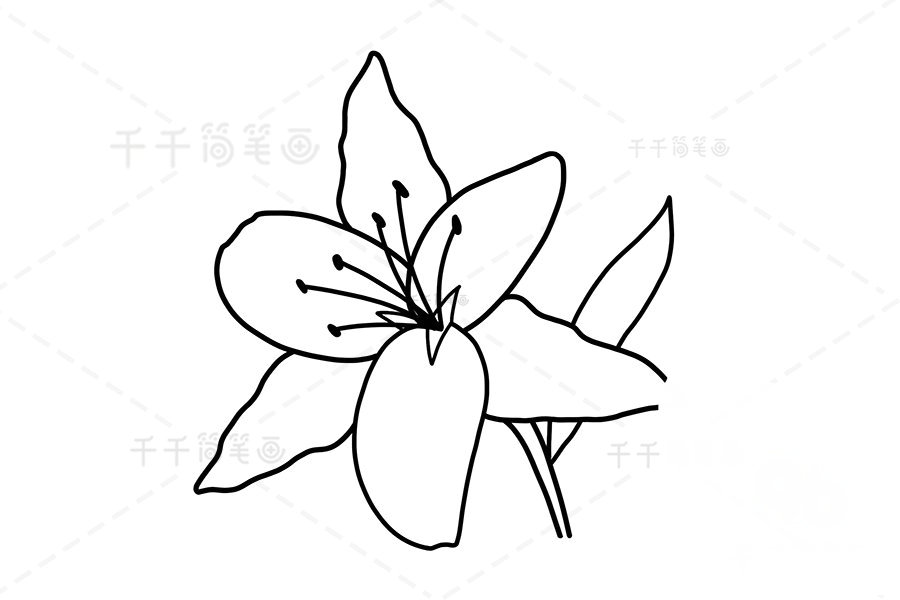 畫百合花枝葉
