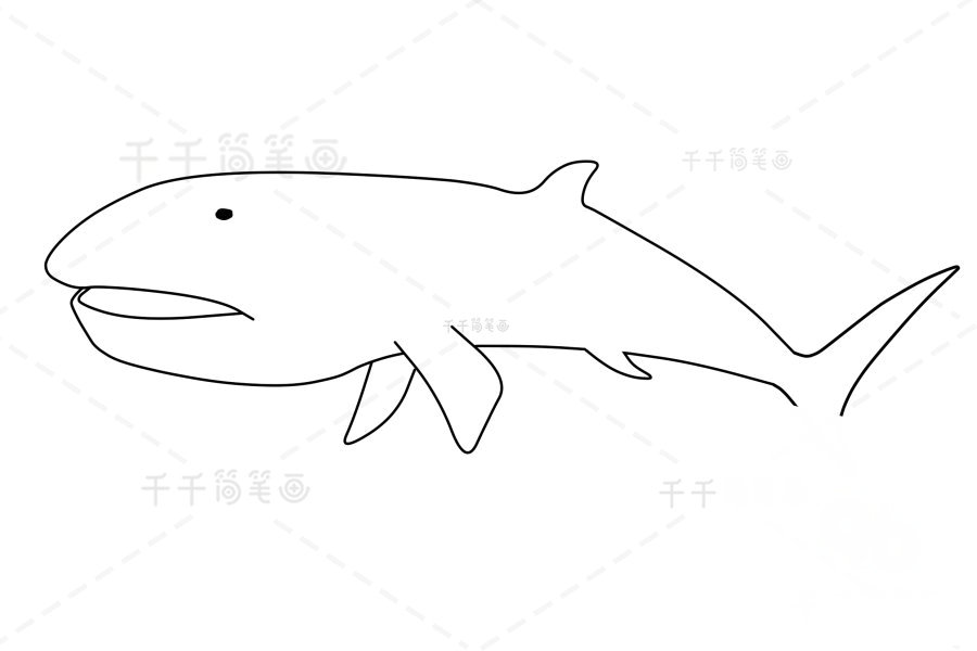 巨口鯊尾巴