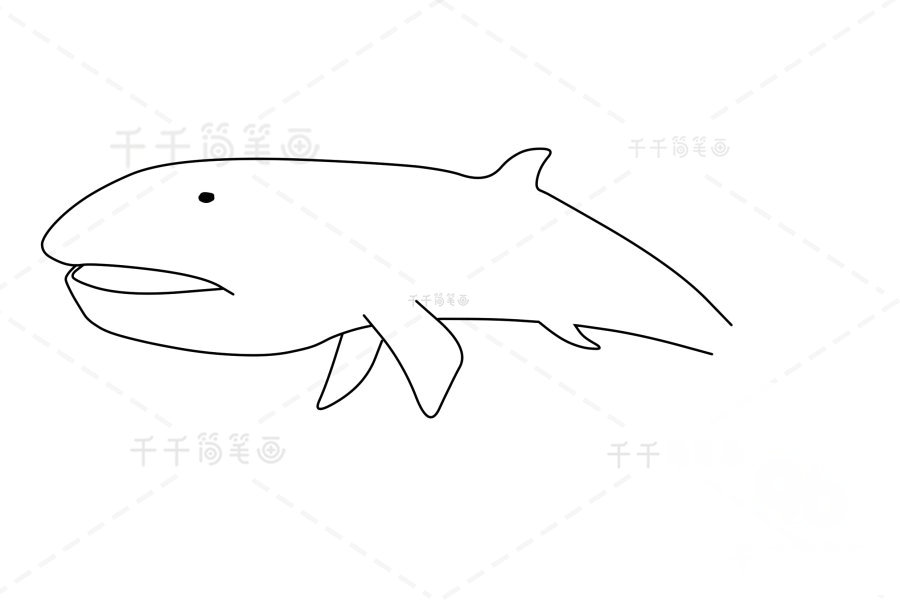 巨口鯊眼睛與線條