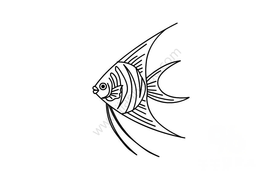 神仙魚簡筆畫細節(jié)