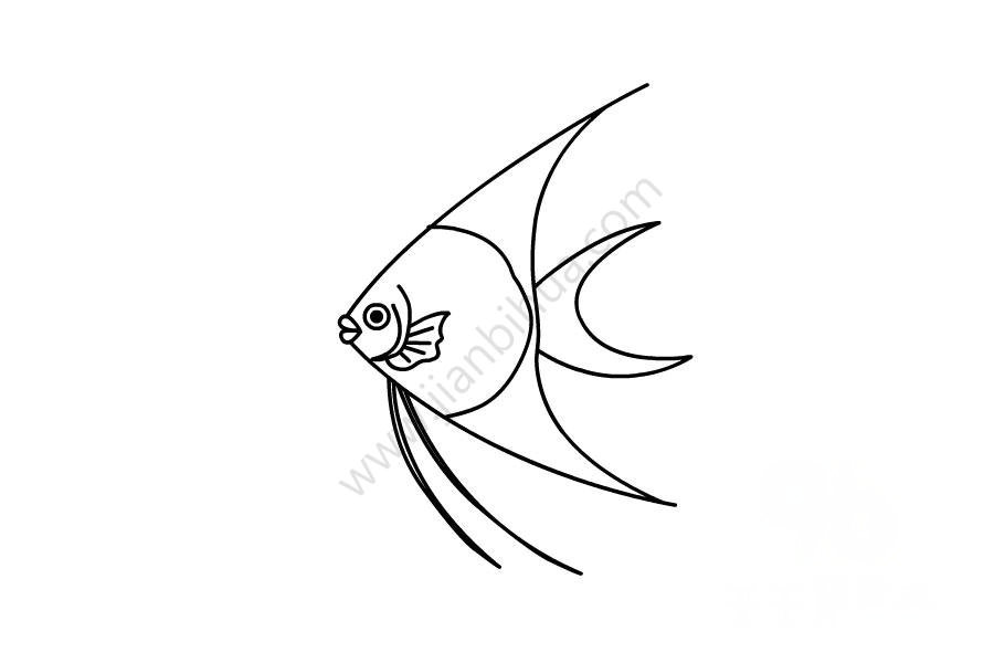 神仙魚色彩簡筆畫