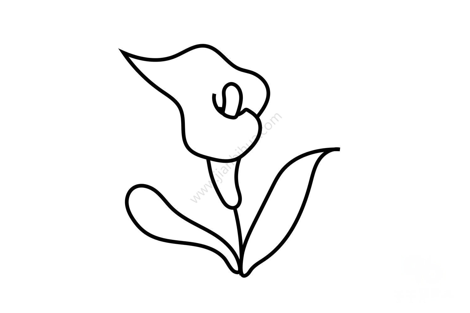 輕松易學(xué)馬蹄蓮簡筆畫