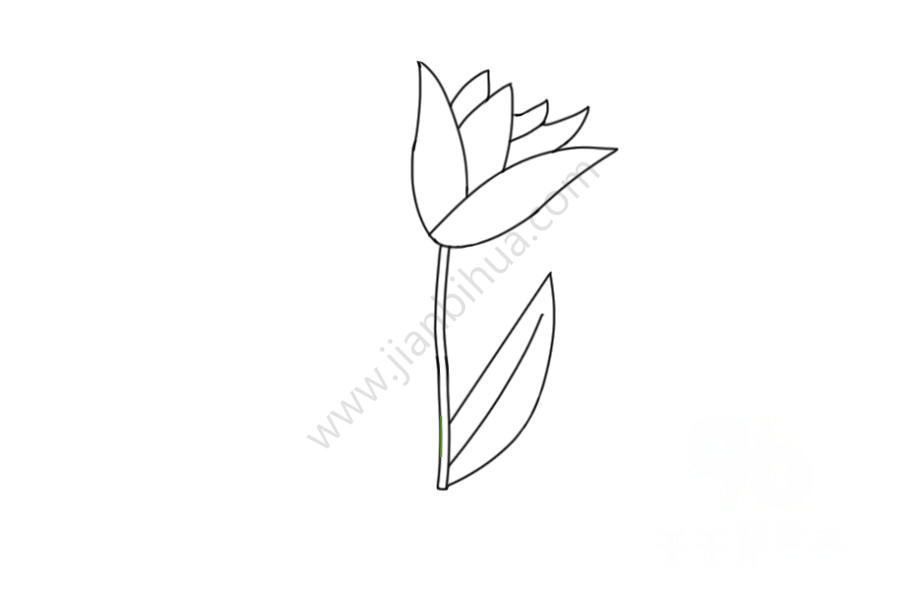 無(wú)盡的愛 紫色郁金香簡(jiǎn)筆畫