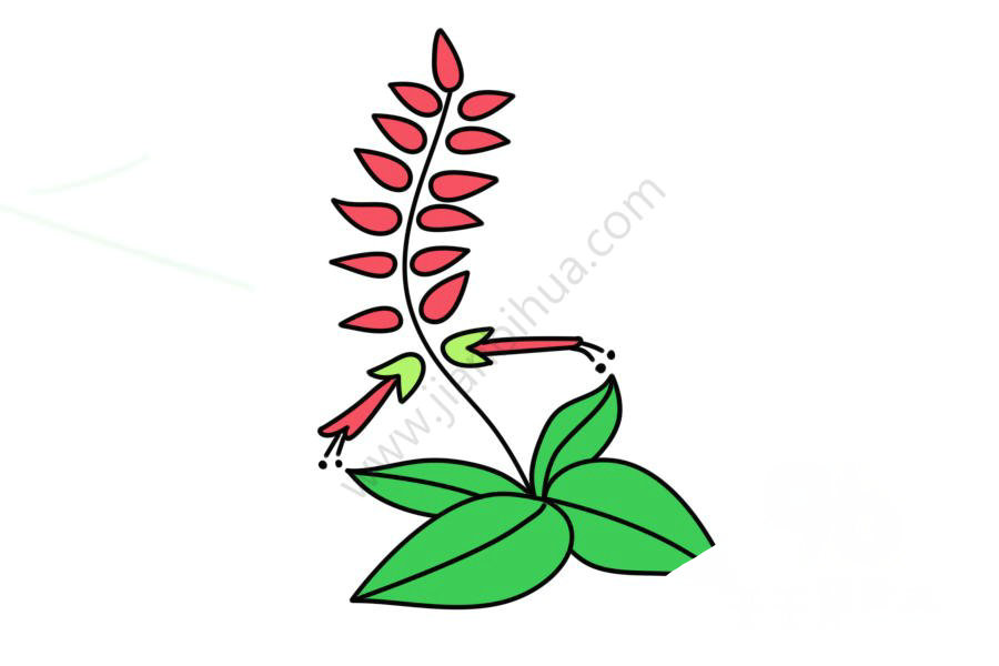 一串紅簡筆畫圖片大全