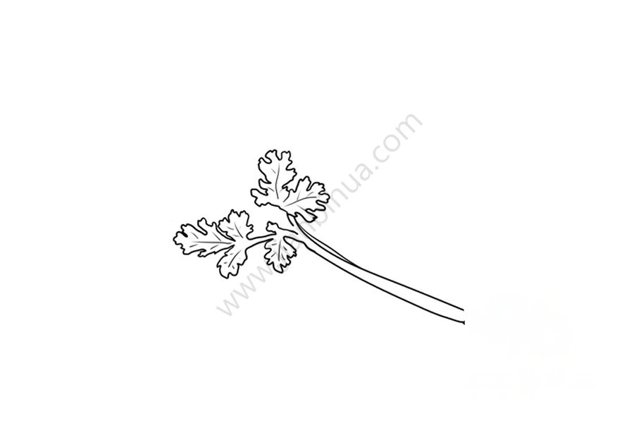 第一步：畫(huà)出部分香菜
