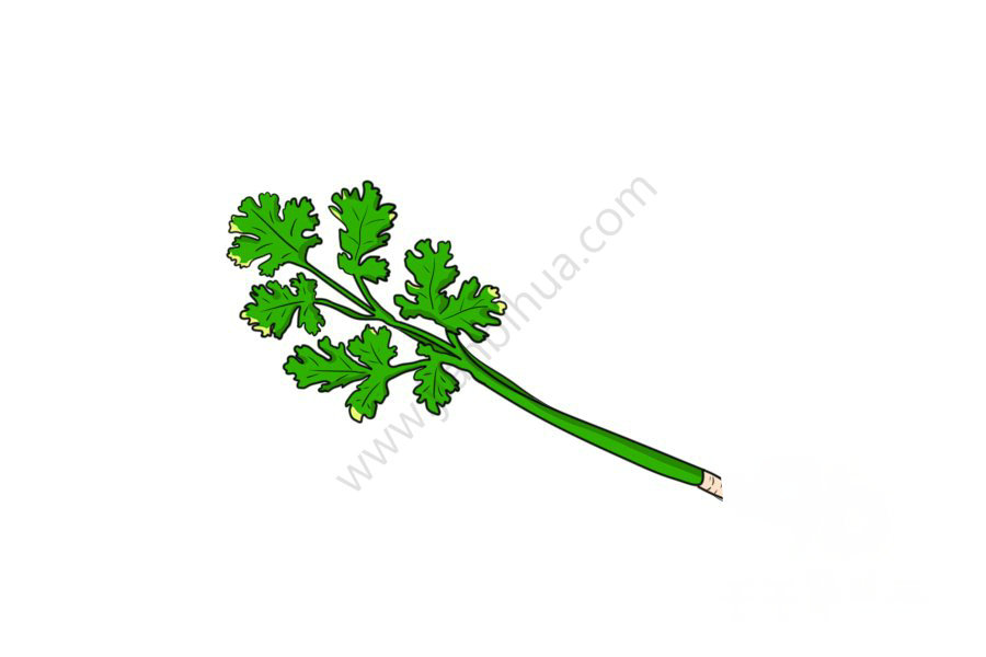 香菜簡(jiǎn)筆畫(huà)圖片