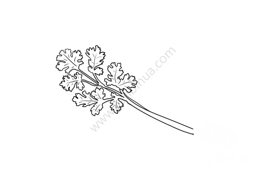 第二步：畫(huà)出全部香菜
