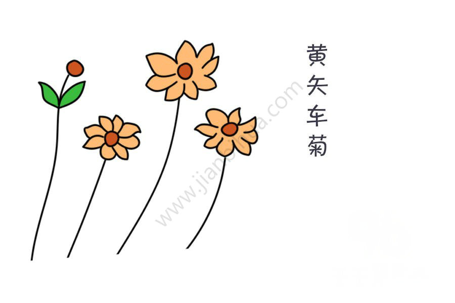 黃矢車菊簡(jiǎn)筆畫圖片