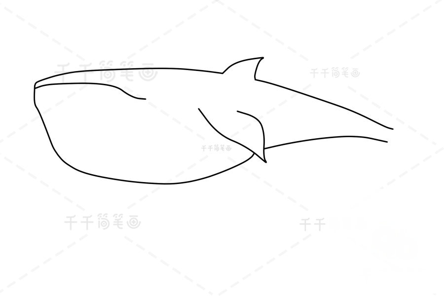布氏鯨尾巴