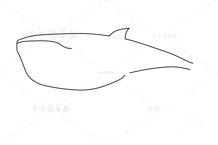 布氏鯨鰭