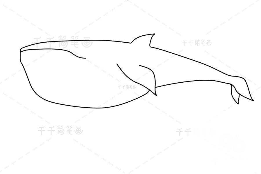 布氏鯨眼睛