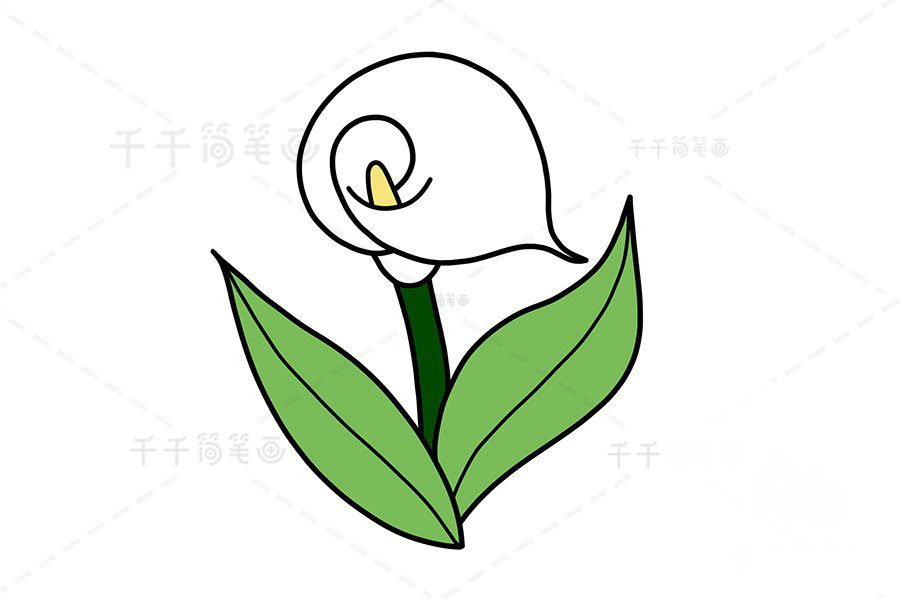 馬蹄蓮簡(jiǎn)筆畫