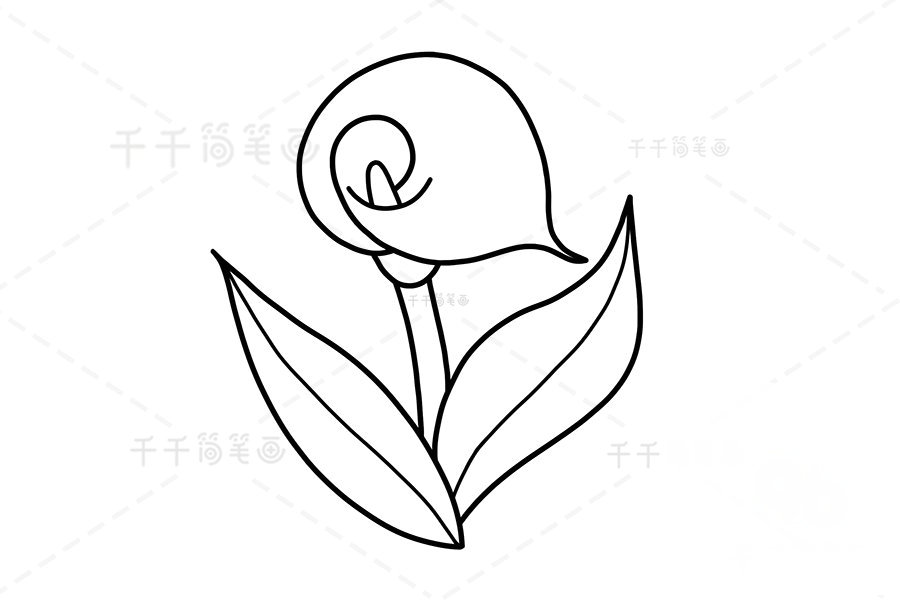 馬蹄蓮簡(jiǎn)筆畫