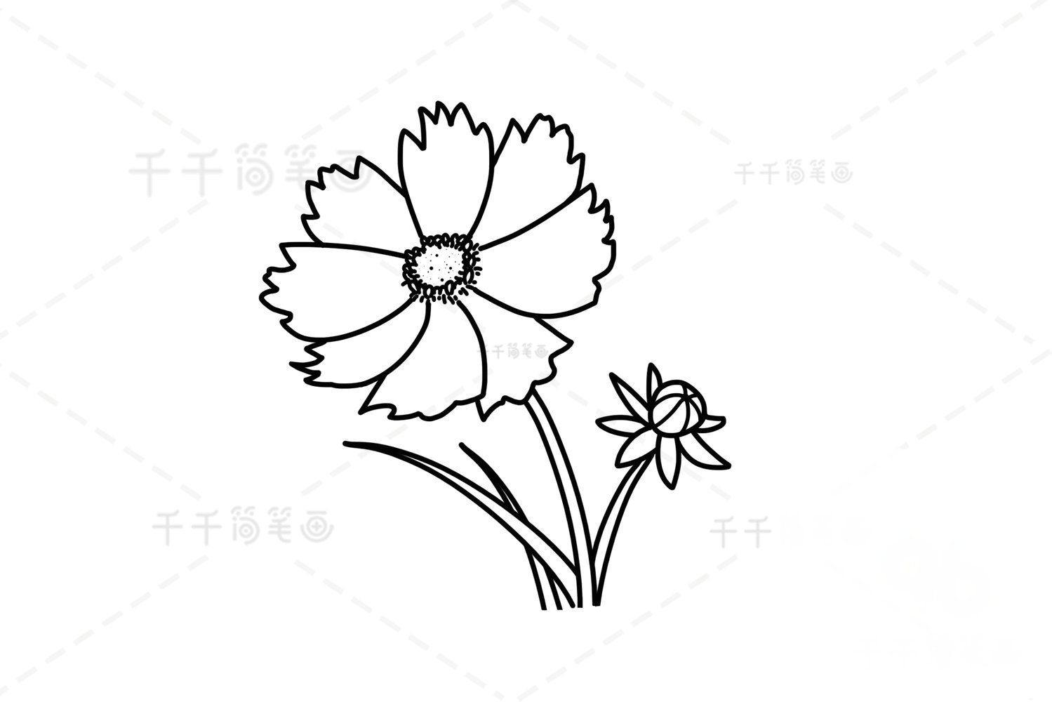 黃矢車菊簡(jiǎn)筆畫