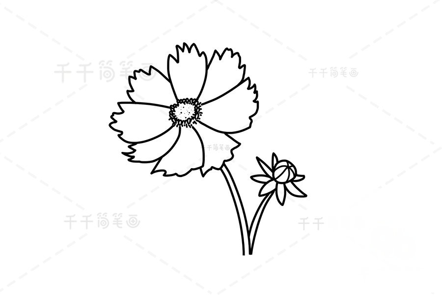 黃矢車菊簡(jiǎn)筆畫畫法