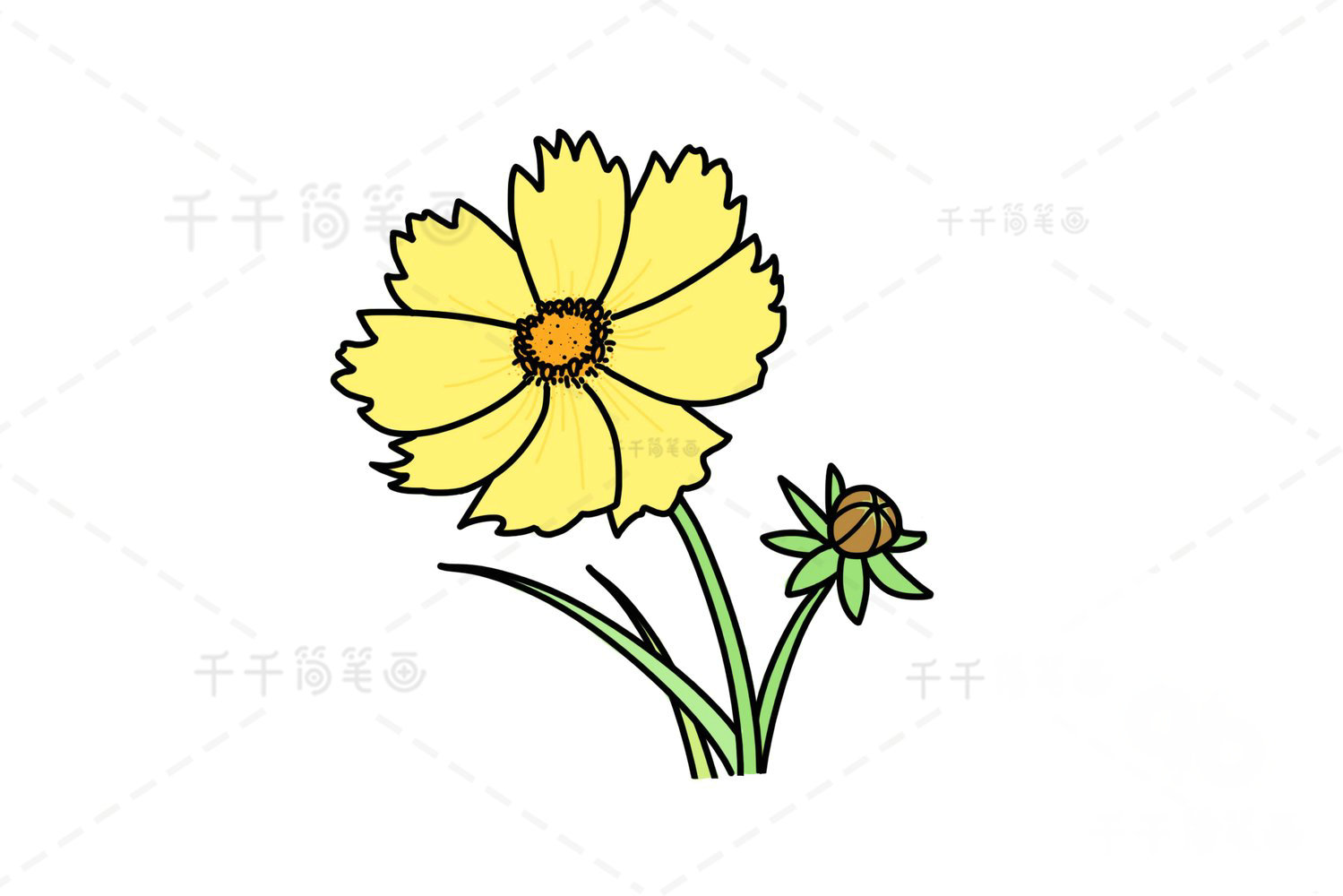 黃矢車菊簡(jiǎn)筆畫步驟圖
