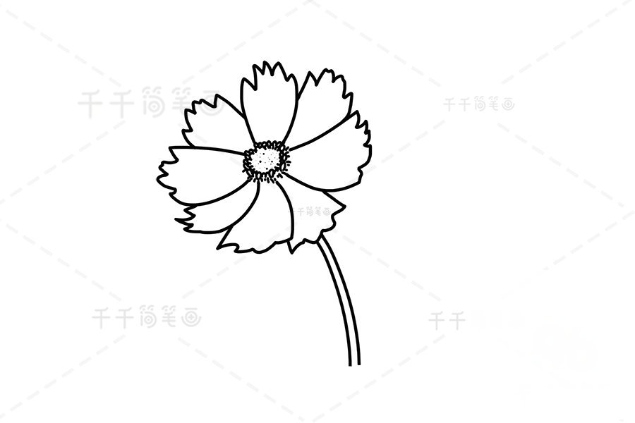 黃矢車菊?qǐng)D片