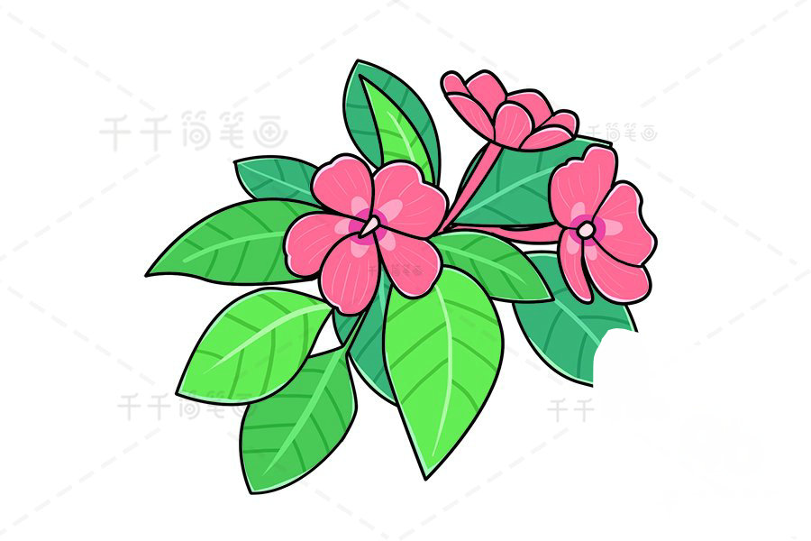何氏鳳仙盆栽