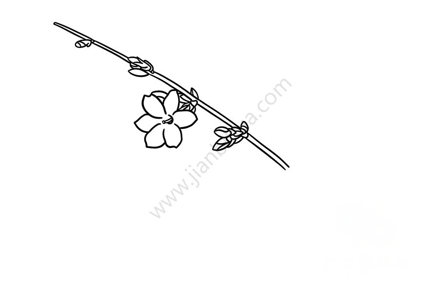 迎春花簡筆畫花蕊
