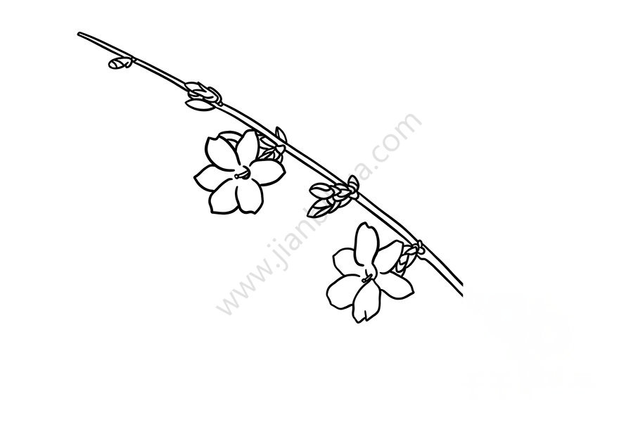 迎春花簡筆畫花莖
