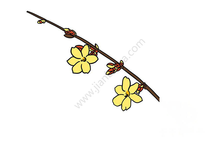 迎春花簡筆畫