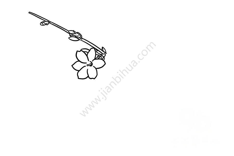 迎春花簡筆畫花瓣細節(jié)