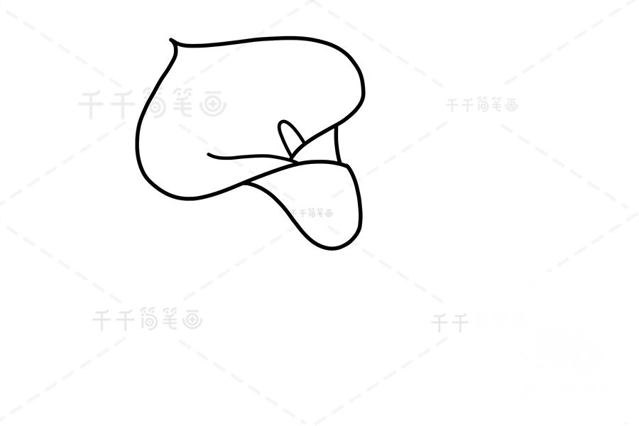 馬蹄蓮花苞