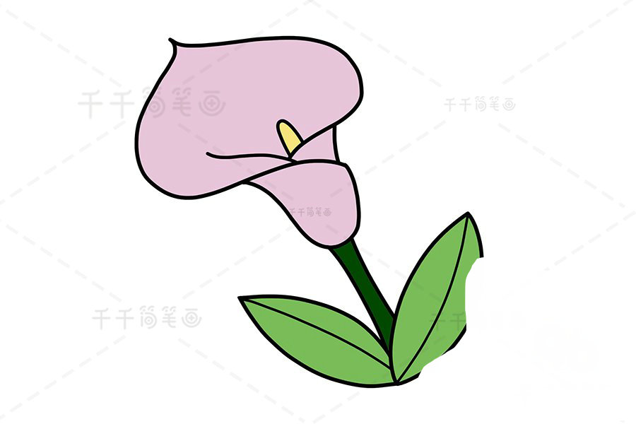 馬蹄蓮圖片