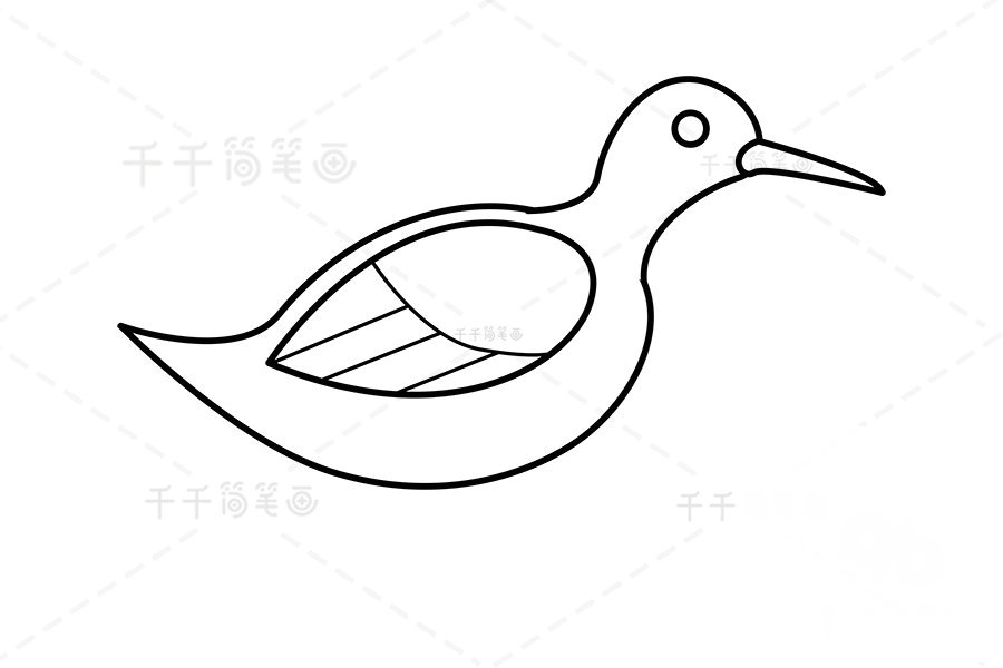 白胸苦惡鳥簡(jiǎn)筆畫步驟三