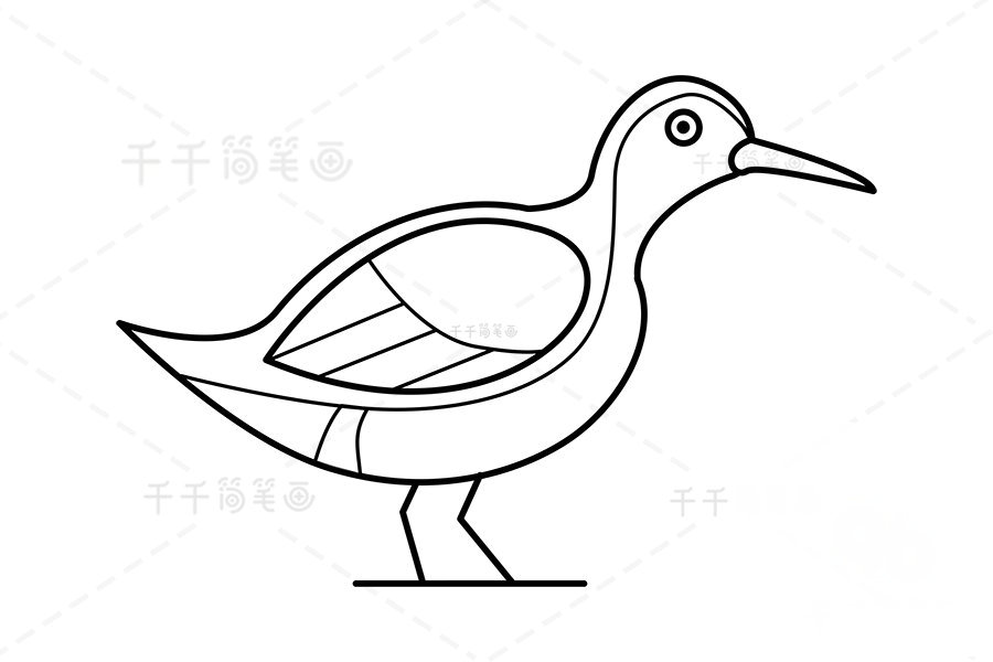 白胸苦惡鳥簡(jiǎn)筆畫步驟四