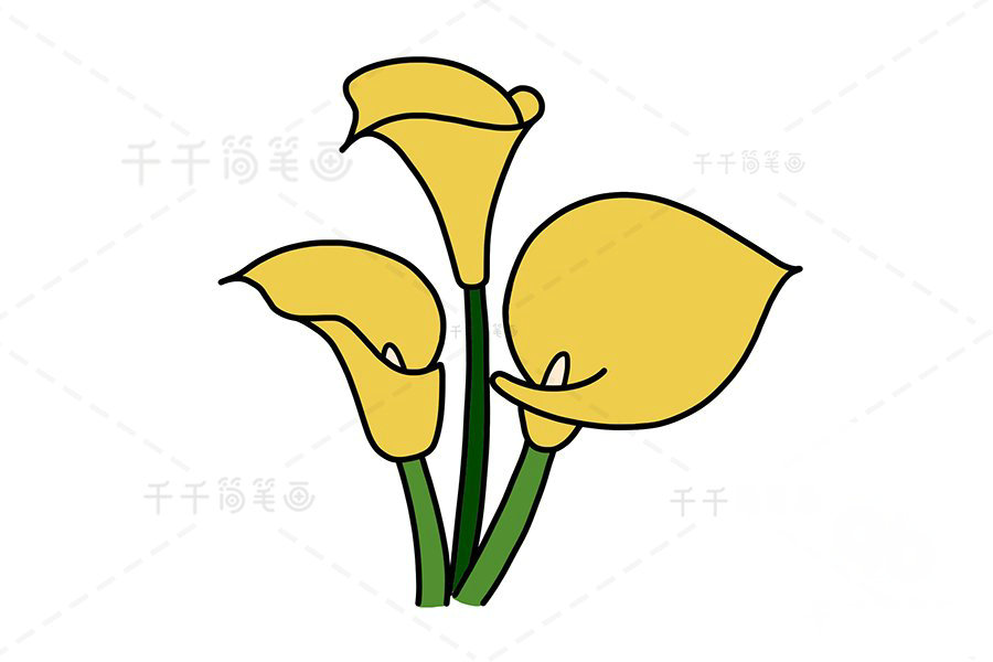 馬蹄蓮簡(jiǎn)筆畫效果圖