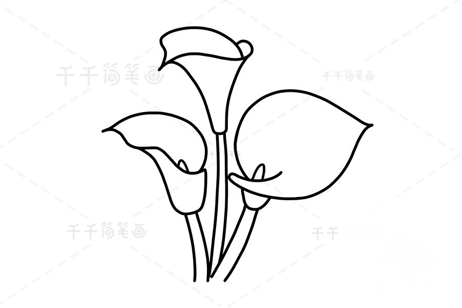 馬蹄蓮簡(jiǎn)筆畫展示