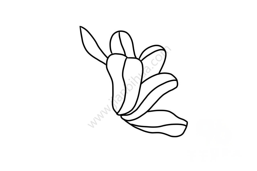 生動(dòng)的木蘭花簡(jiǎn)筆畫5