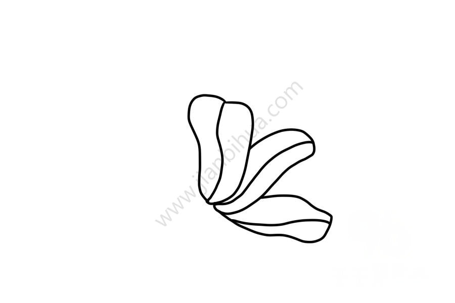 生動(dòng)的木蘭花簡(jiǎn)筆畫4