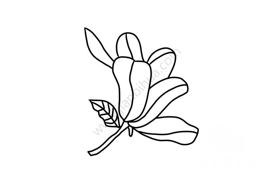 生動(dòng)的木蘭花簡(jiǎn)筆畫6