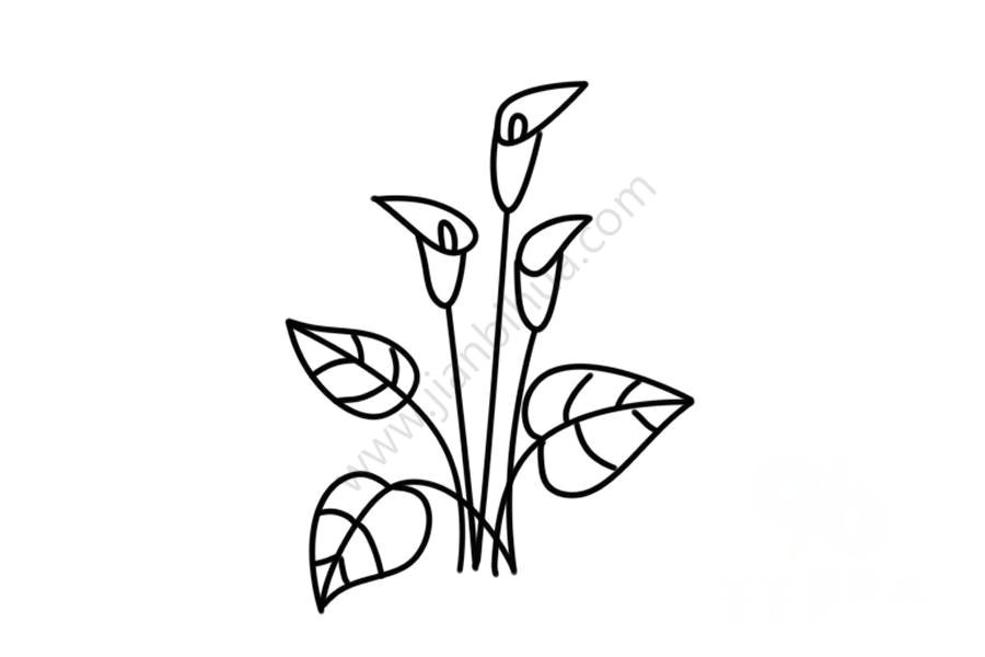 馬蹄蓮花簡(jiǎn)筆畫(huà)