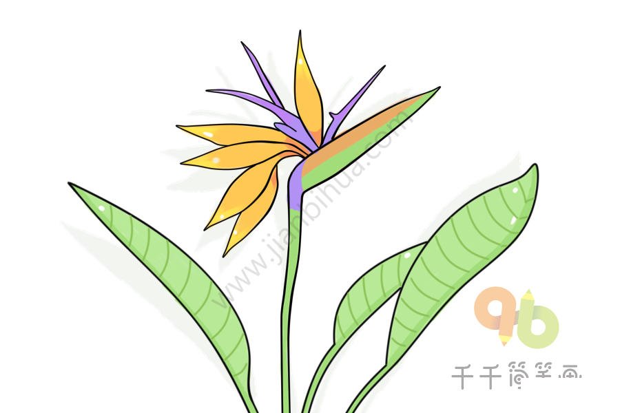 鶴望蘭簡筆畫