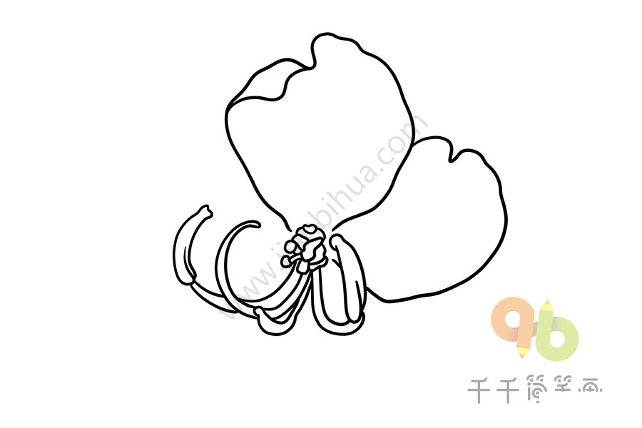 黃槐花圖片
