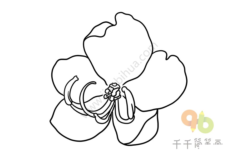 黃槐花圖片大全