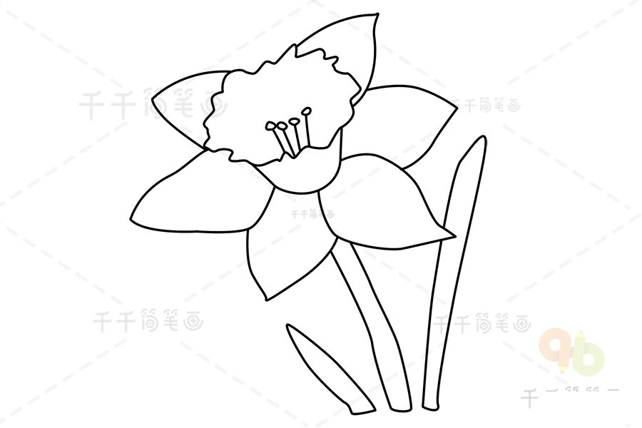 黃水仙簡(jiǎn)筆畫步驟5