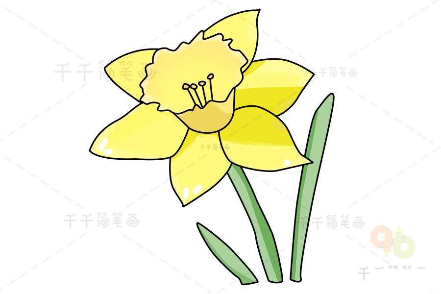 黃水仙簡(jiǎn)筆畫步驟1