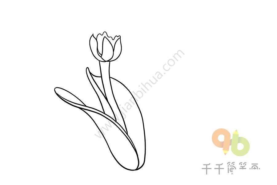 虎耳蘭簡(jiǎn)筆畫