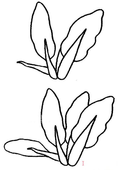 油菜怎么畫簡潔好看_油菜簡筆畫圖片