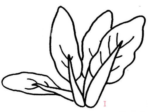 油菜怎么畫簡潔好看_油菜簡筆畫圖片