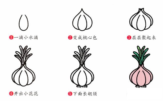大蒜植物花簡筆畫步驟圖片大全